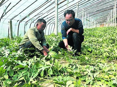 今日平度西瓜最新价格