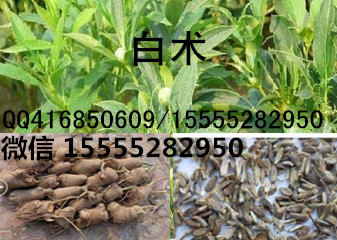 探访亳州白术最新价格——品味隐藏在小巷的特色小店