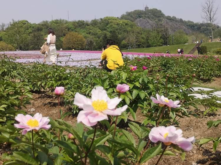 辰山植物园最新动态，开启绿色生态探索之旅新篇章