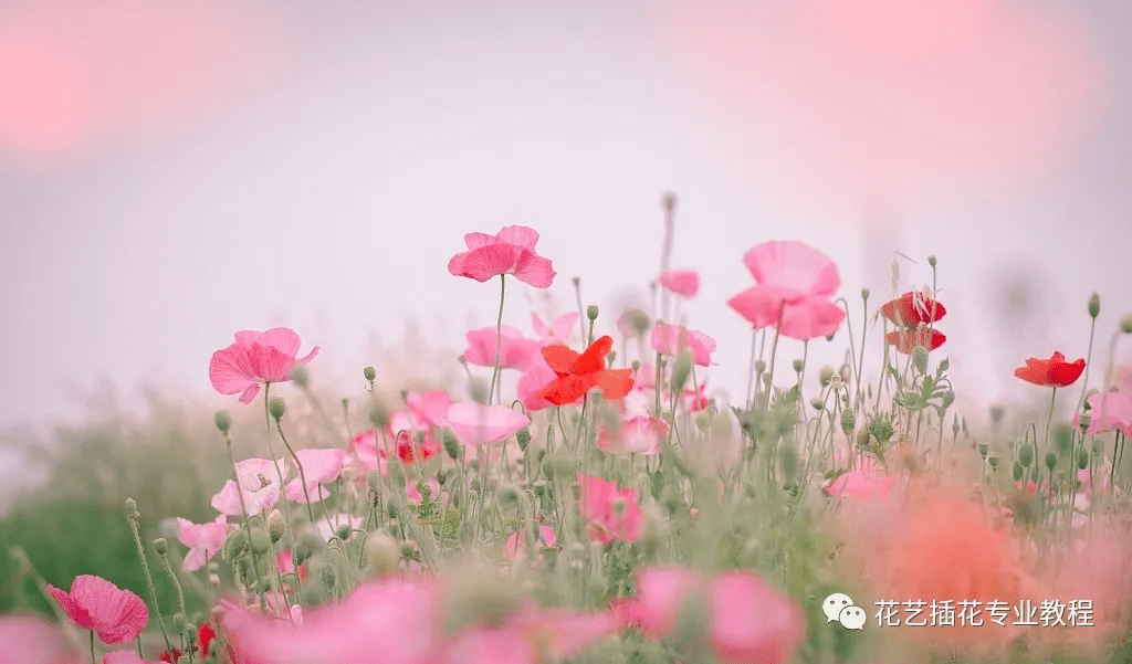 自信与成就感的旅程，最新花少学习变化之旅