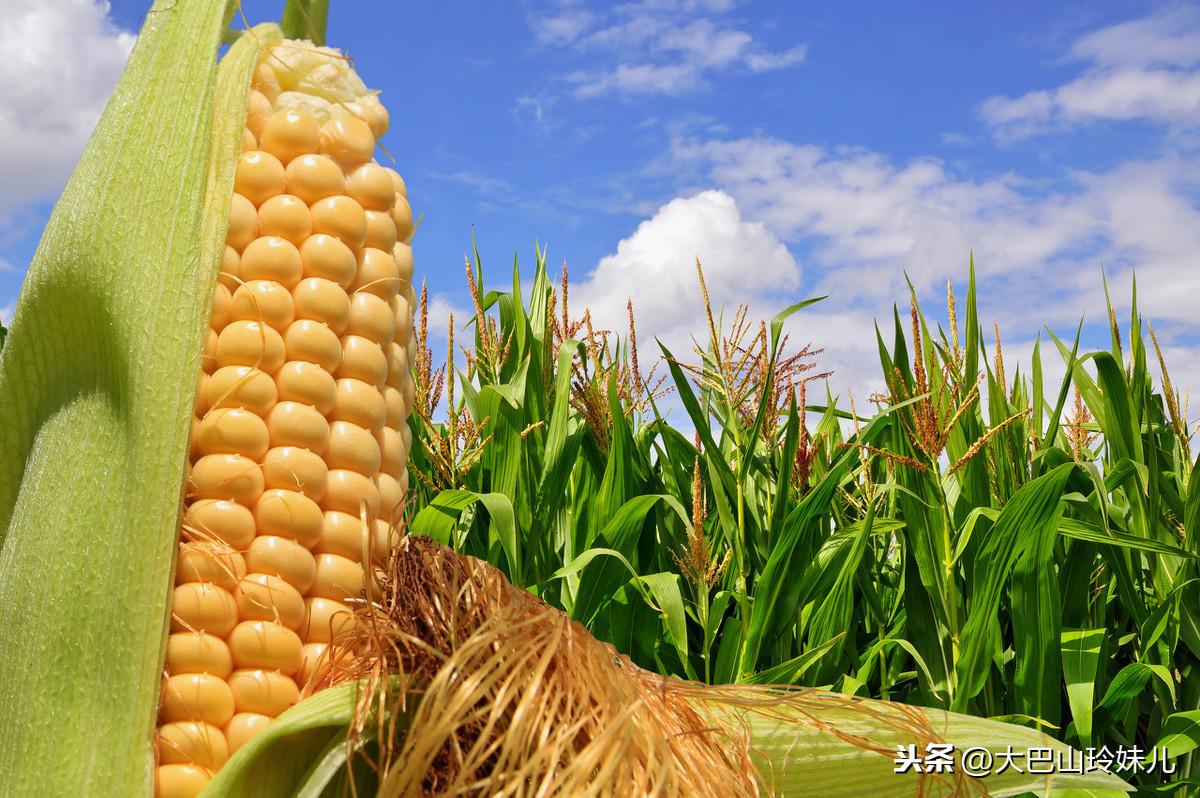 最新审定玉米品种揭秘与概览 🌽🌾