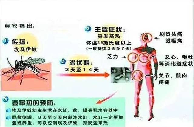 景洪登革热最新动态及小巷深处的独特风情与隐藏瑰宝