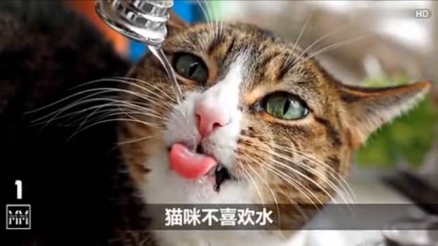 小红书分享猫咪后院最新版本，与喵星人更近一步的亲密互动