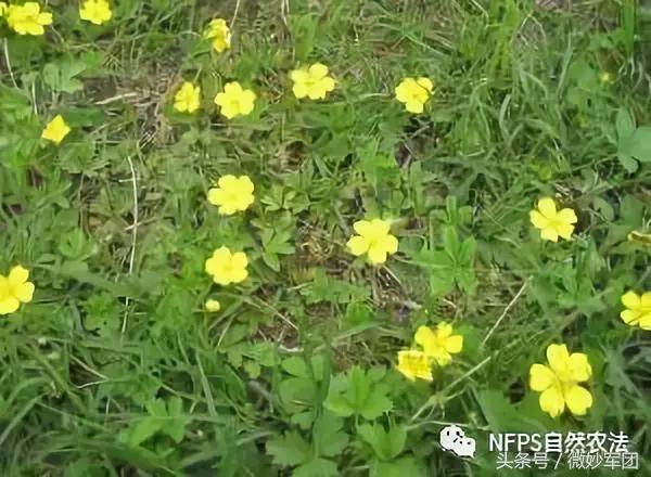 直播稻草，从入门到精通的全程指导手册