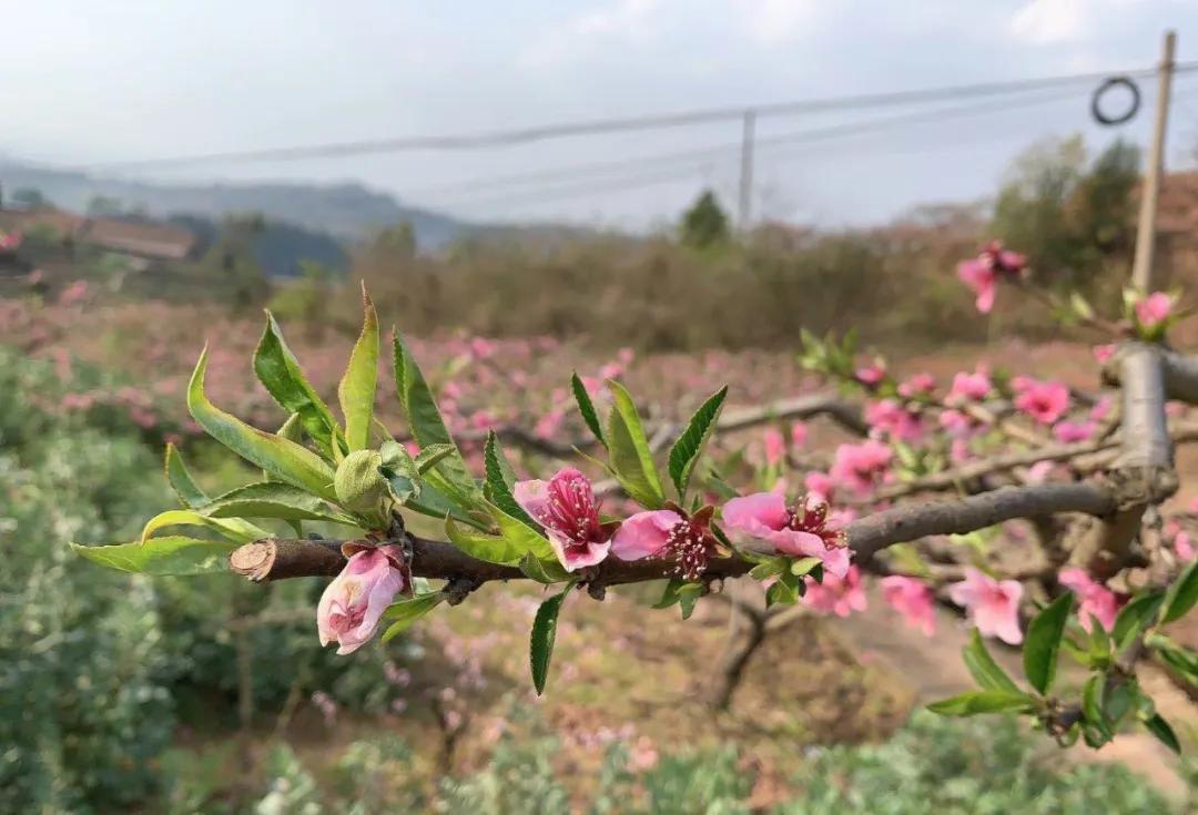 谢豆豆直播，变化、学习与自信的力量展现