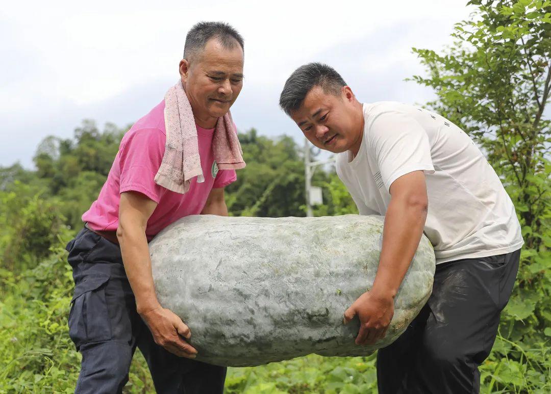 科技与生活完美融合，最新品种粉皮冬瓜介绍