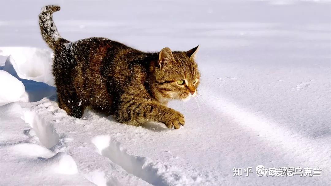 猫偲最新科技，未来智能生活的重塑与体验