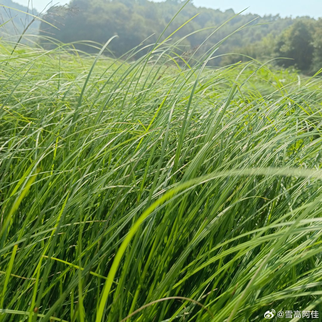 洛草最新动态，展现时代潮流与无限潜力