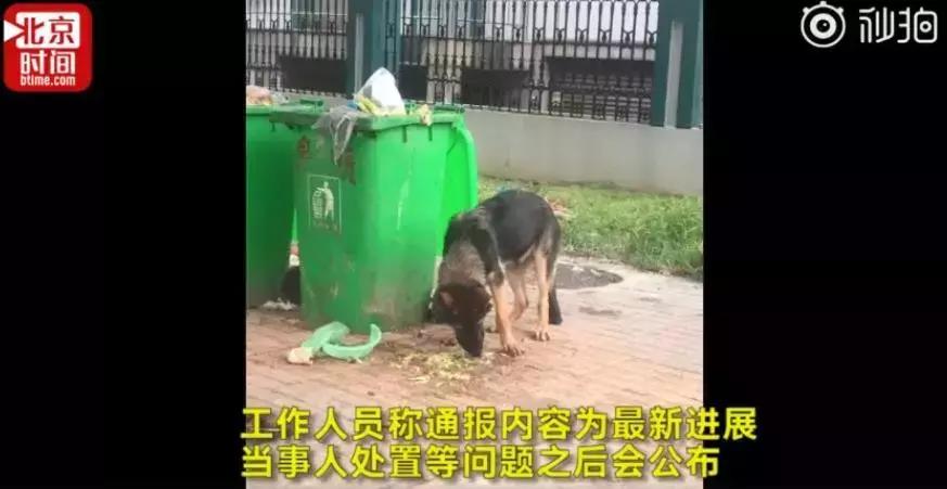 最新警犬，守护正义的勇敢先锋