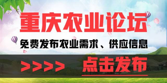 重庆荣昌澳龙招聘信息,重庆荣昌澳龙招聘信息——小巷中的独特风味，等你来探索！