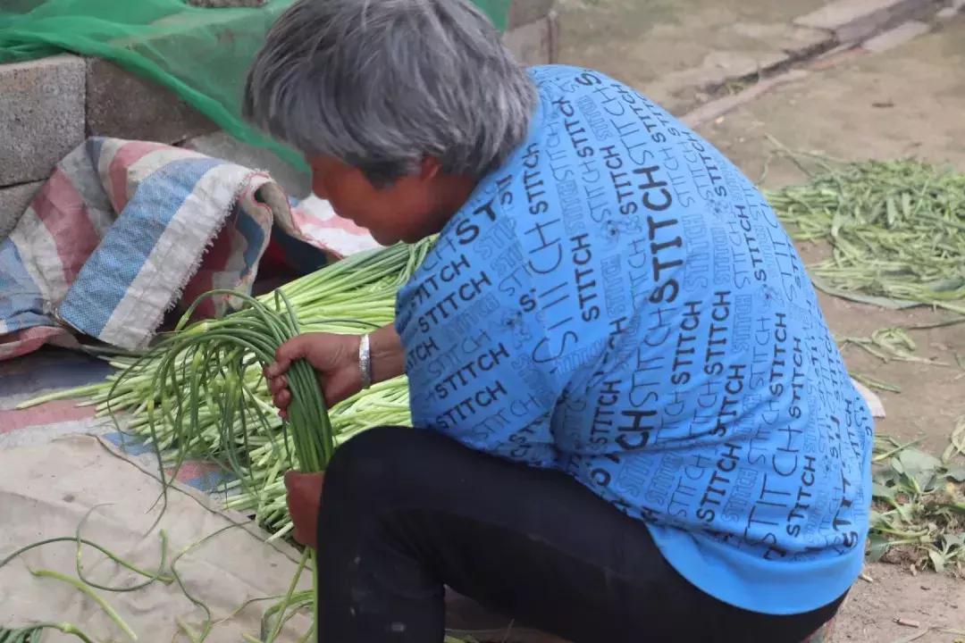 丰县蒜薹最新行情揭秘，小巷深处的蒜香宝藏